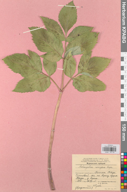 KPABG033192
