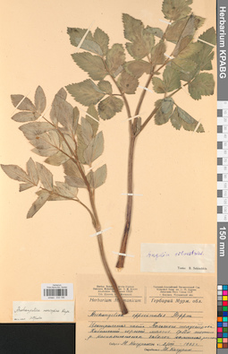 KPABG033196