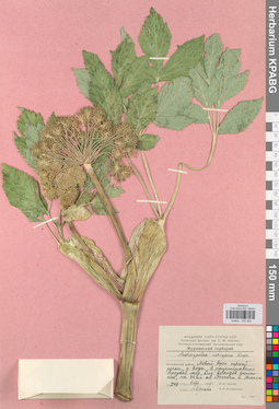 KPABG033203