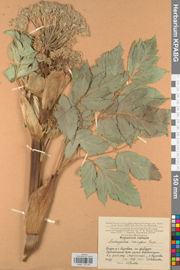 KPABG033206