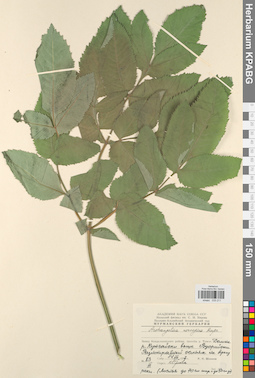 KPABG033211