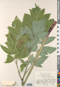 KPABG033215