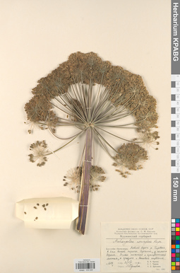 KPABG033228