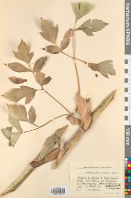 KPABG033240