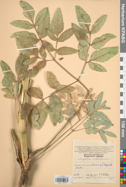 KPABG033249