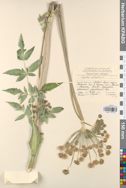 KPABG033253