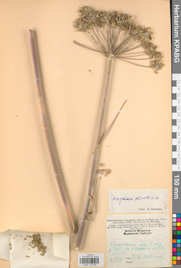KPABG033282