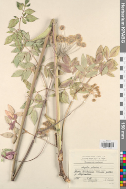 KPABG033298