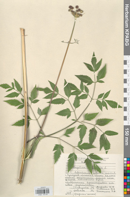 KPABG033305