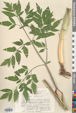 KPABG033306