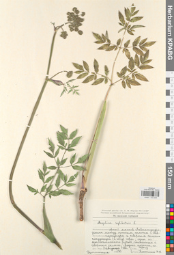 KPABG033309