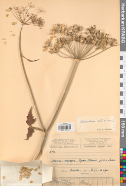 KPABG033323