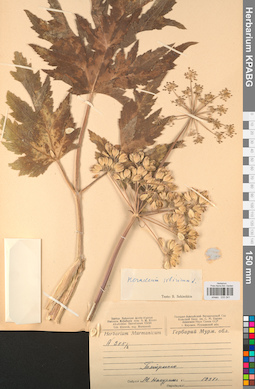KPABG033341