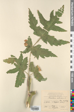 KPABG033344