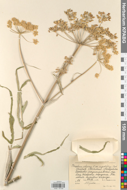 KPABG033368