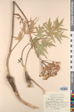 KPABG033374