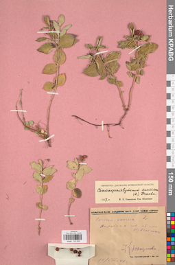 KPABG033389