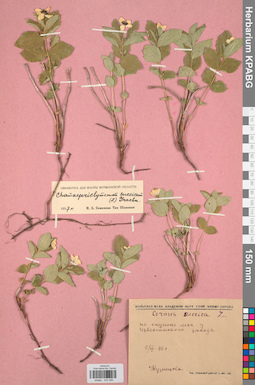 KPABG033390