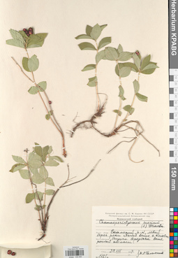 KPABG033495