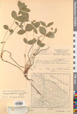 KPABG033459