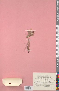 KPABG033464