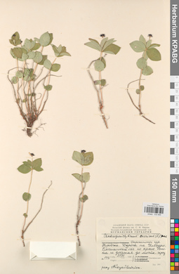 KPABG033469