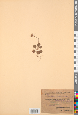 KPABG033571