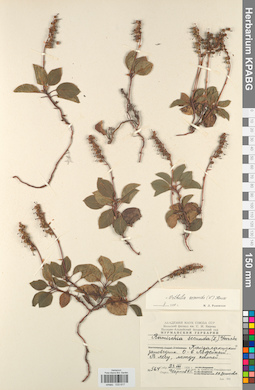KPABG033617