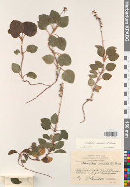 KPABG033685