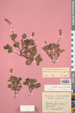 KPABG033733