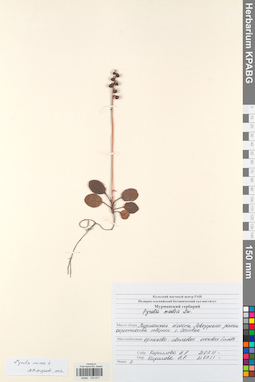 KPABG033817