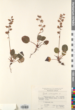 KPABG033986