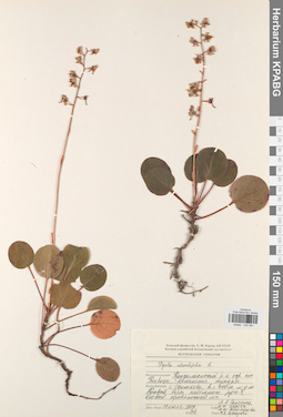 KPABG033991