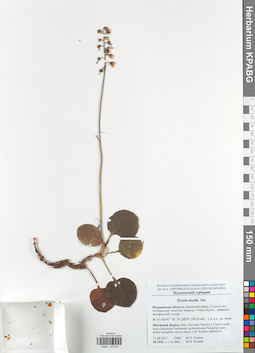 KPABG043647