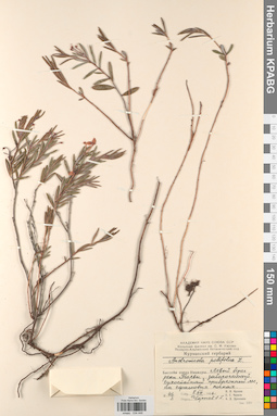 KPABG034448