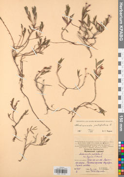 KPABG034449