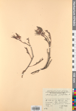 KPABG034482