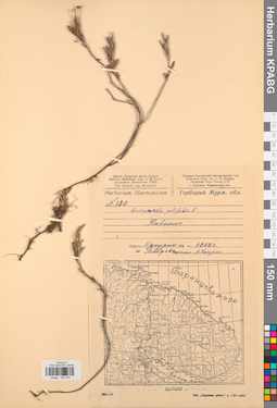KPABG034491
