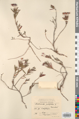 KPABG034505