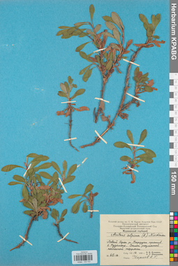 KPABG034703