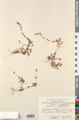 KPABG037017