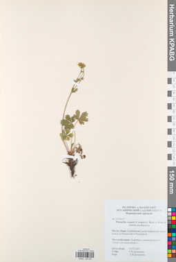 KPABG028065