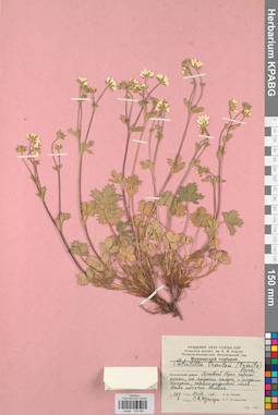 KPABG028094