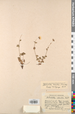 KPABG028115